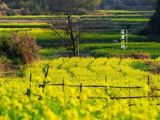 黄萼裳裳绿叶稠，千村欣卜榨新油黄萼裳裳绿叶稠，千村欣卜榨新油